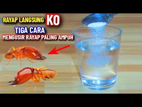 Video: Bagaimana Anda menyingkirkan rayap di rumah Anda?