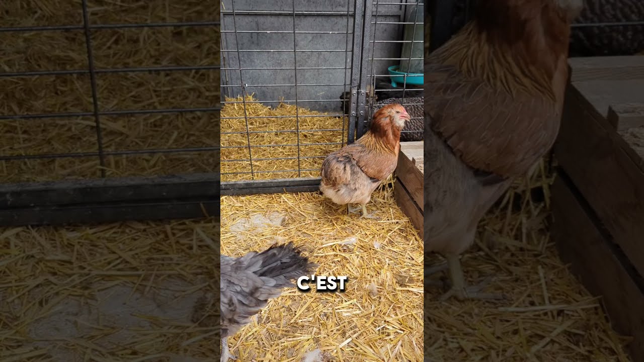 Les Poules En Animalerie Poussin Animaux Cute
