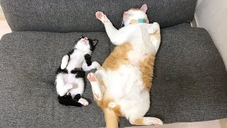 ダブルへそ天で仲良く眠る子猫