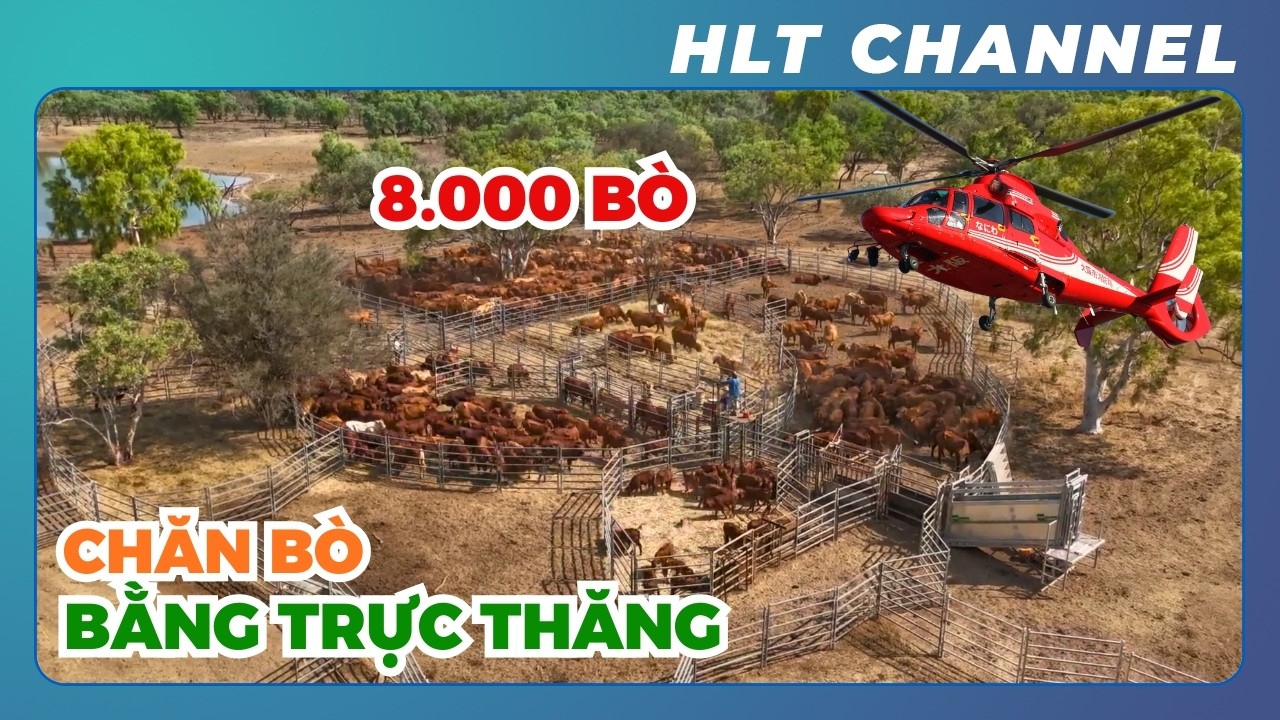 Chăn Bò Bằng Trực Thăng tại Úc | 1 Ngày Làm Việc Tại Trại Sunday Creek 8.000 Bò