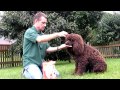 Lola - Irish Water Spaniel - Freestyle の動画、YouTube動画。