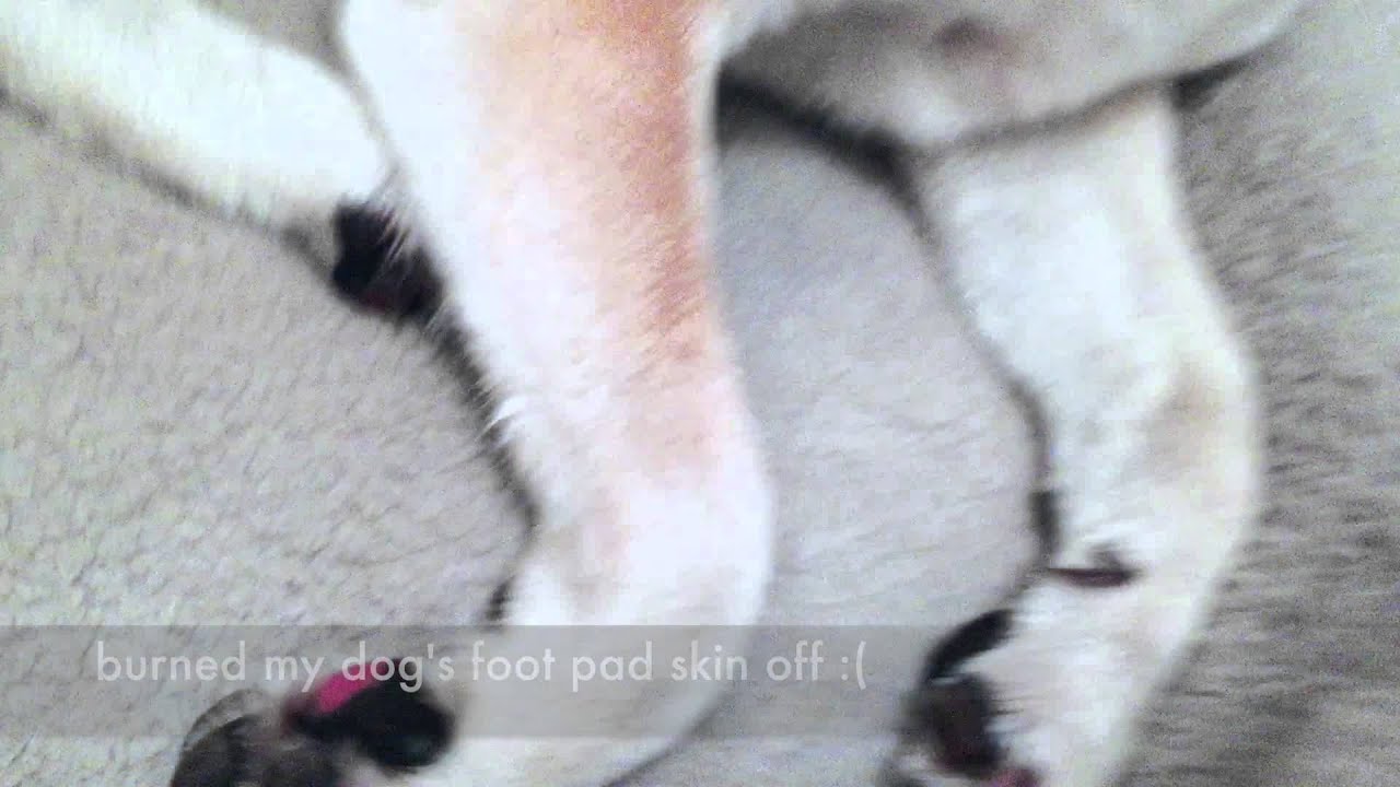 Mission Peak Hike Fremont. Warning: trail is dangerous for dogs :(