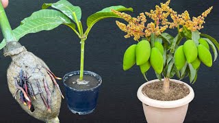 How To Grow A Mango Tree From Air layering | With Aloe Vera Rooting Hormone @