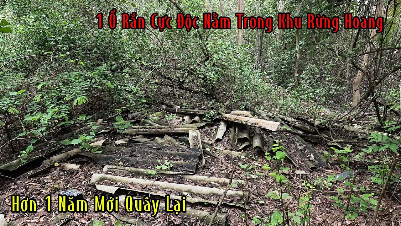 1 Ổ Rắn Vàng Đen Cực Độc Nằm Giữa Khu Rừng Hoang | Mười Thương SB