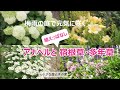 【梅雨の庭】で元気に咲く《植えっぱなしの宿根草・多年草》と紫陽花（アナベル）