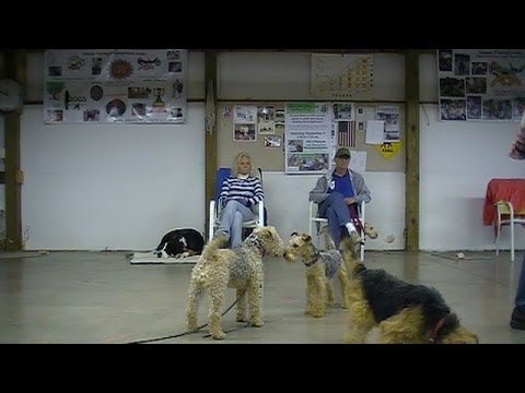 developing-a-confident-attitude-in-dogs
