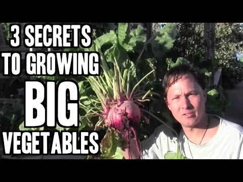 ვიდეო: გიგანტური ბაღის ბოსტნეულის სახეები - ბაღებში უზარმაზარი ბოსტნეულის მოყვანა