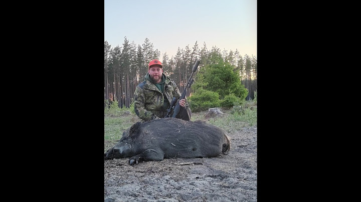 Kaikki ei mene putkeen! Villisian metsästystä kyttäämällä virossa 2/2 JAKSO