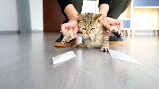 Cat vs sticky paper|funny cat video|cat's interesting behavior