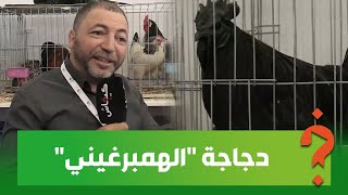 واصلة لـ6000 درهم للكيلو و400 درهم للبيضة.. دجاجة 