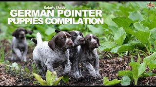 Celebrity German Pointer Puppies Compilation Wealth