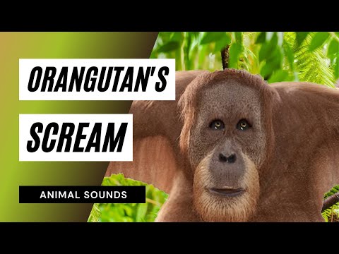 the-animal-sounds:-orangutan-scream---sound-effect---animation