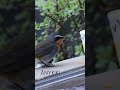 #Caperobin getting the #cheese of the #day .  #birds #naturelovers #birdlovers