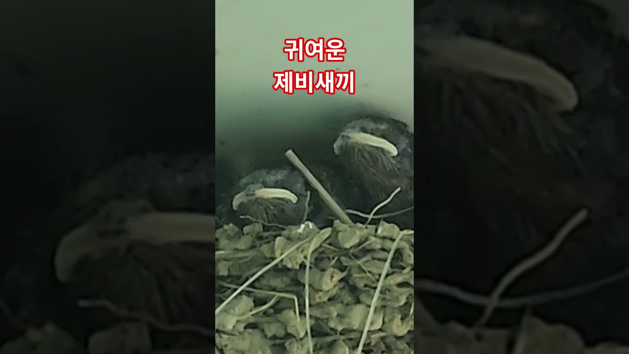귀여운 제비가족