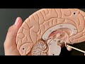 Human Anatomy, Brain Model