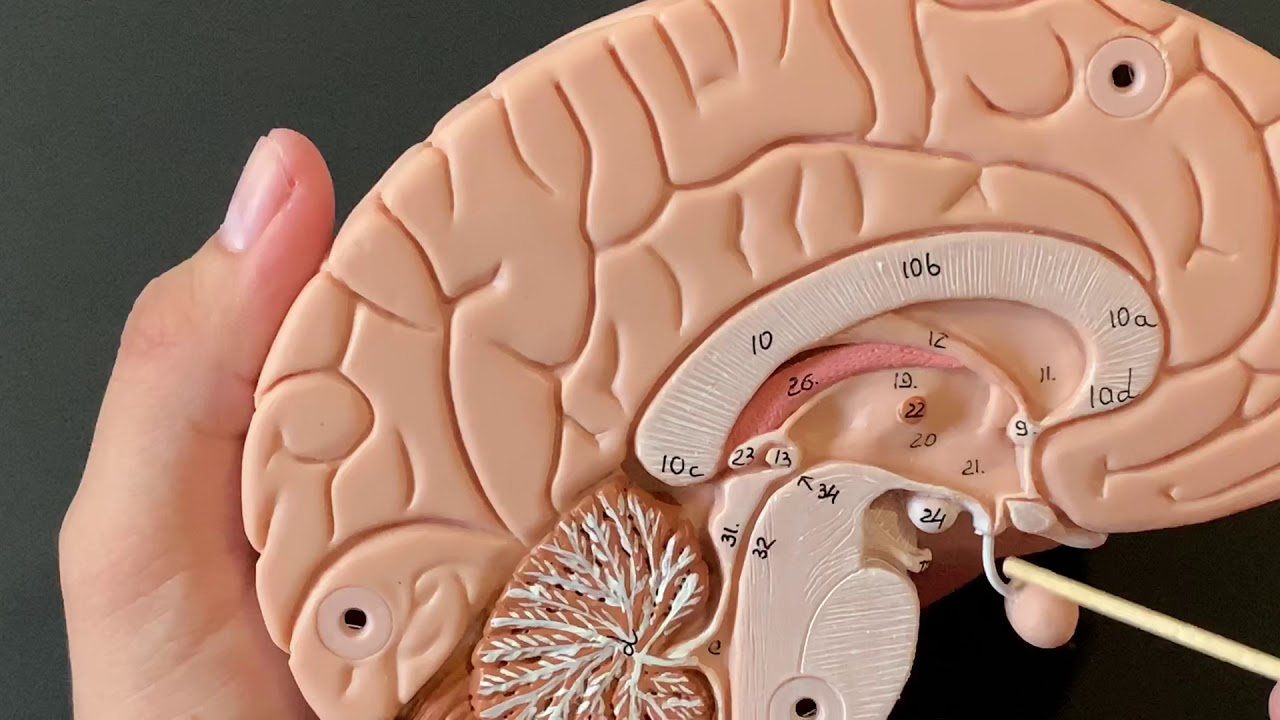VEVOR Human Brain Model Anatomy Teach Brain Model 9 Parts Labeled Life Size