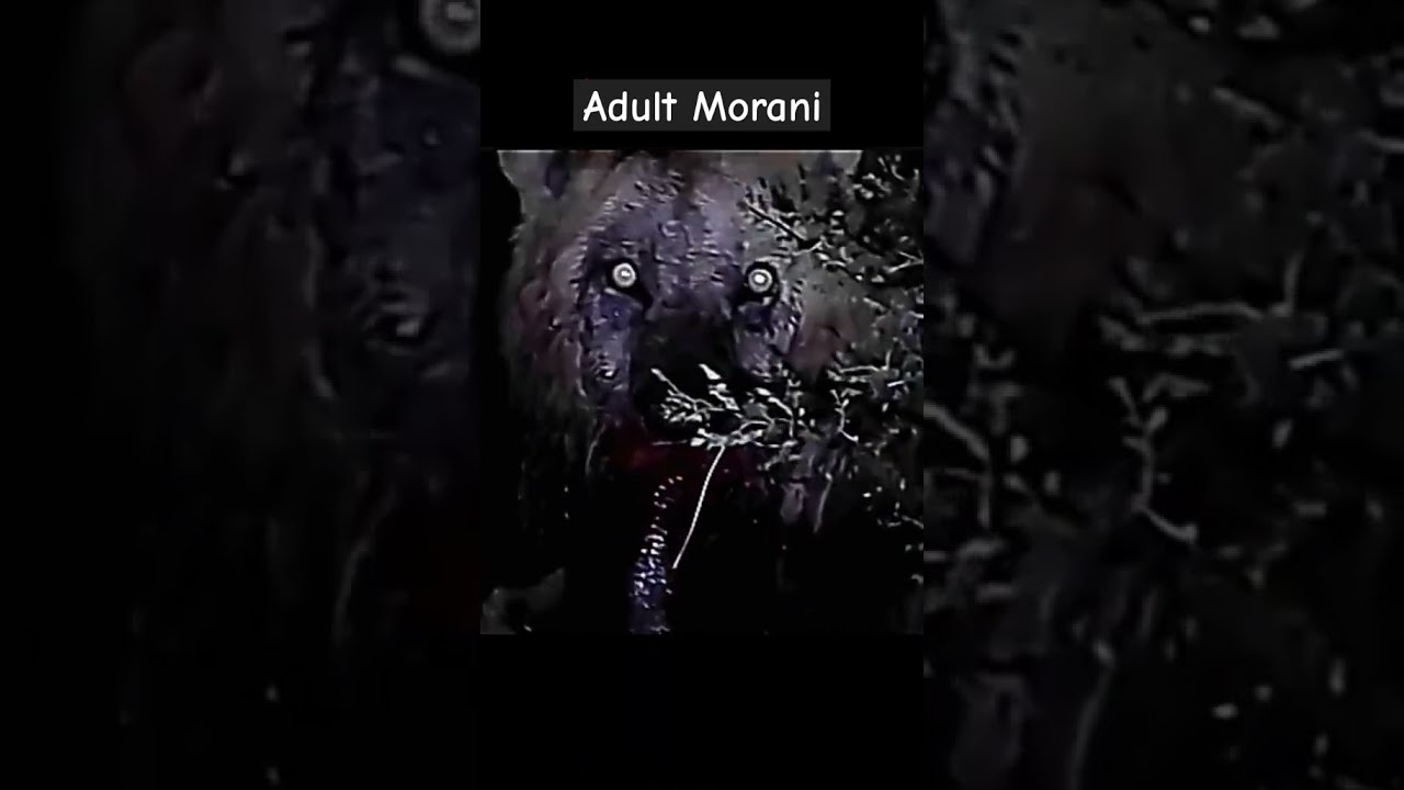Morani Hail The Lion King Lions Wildlife Animal Masaimara Shorts Legend Wildanimals
