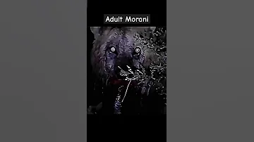 Morani Hail The Lion King Lions Wildlife Lion Animal Masaimara Shorts Legend Wildanimals 