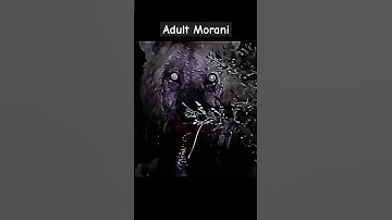 Thumbnail of Morani | Hail the Lion king #lions #wildlife #lion #animal #masaimara #shorts #legend #wildanimals