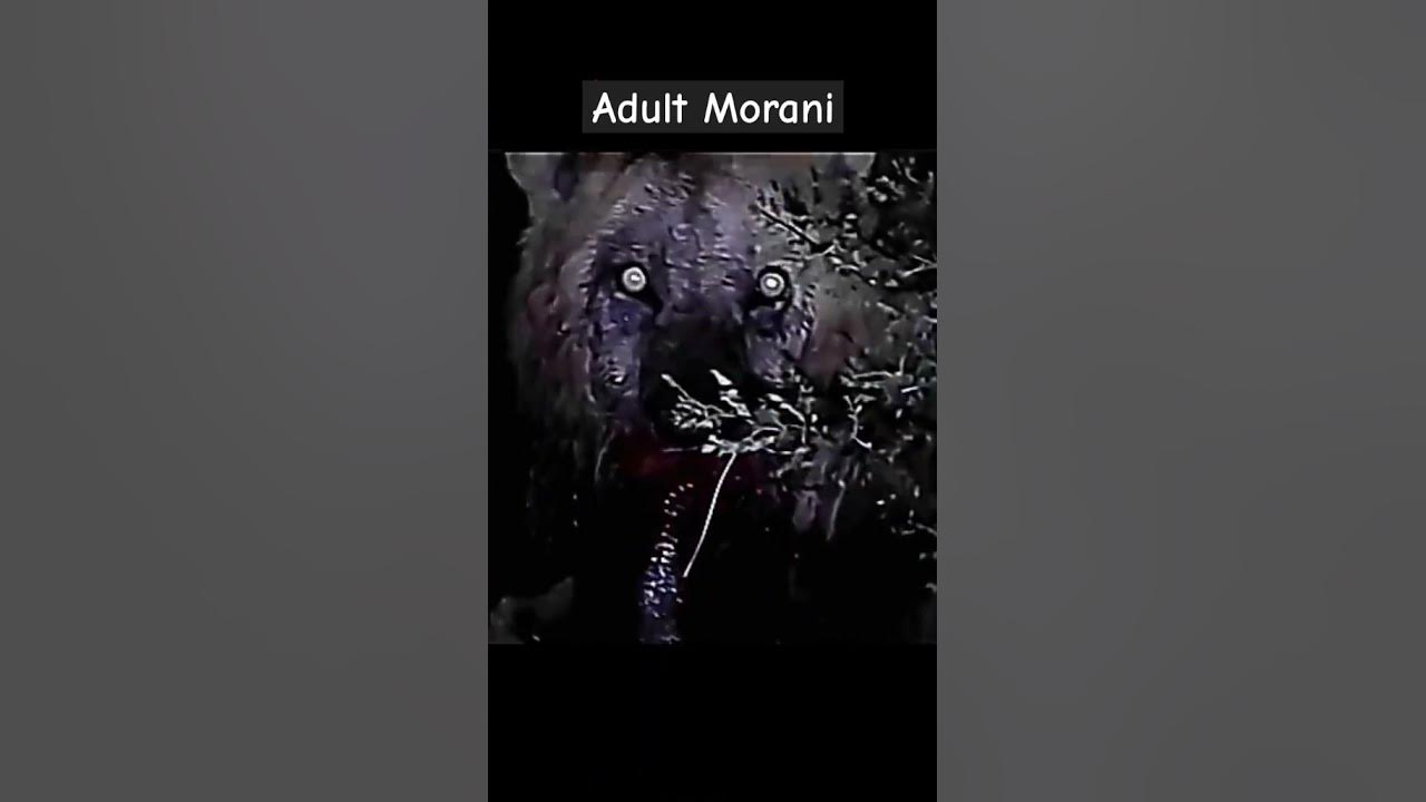 Morani | Hail the Lion king #lions #wildlife #lion #animal #masaimara #shorts #legend #wildanimals