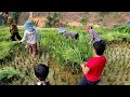 My wife ran away with my children, neighbors came to help me harvest rice
