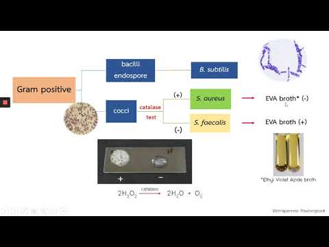 วีดีโอ: แบคทีเรียแกรมบวกมีความหมายอย่างไร?
