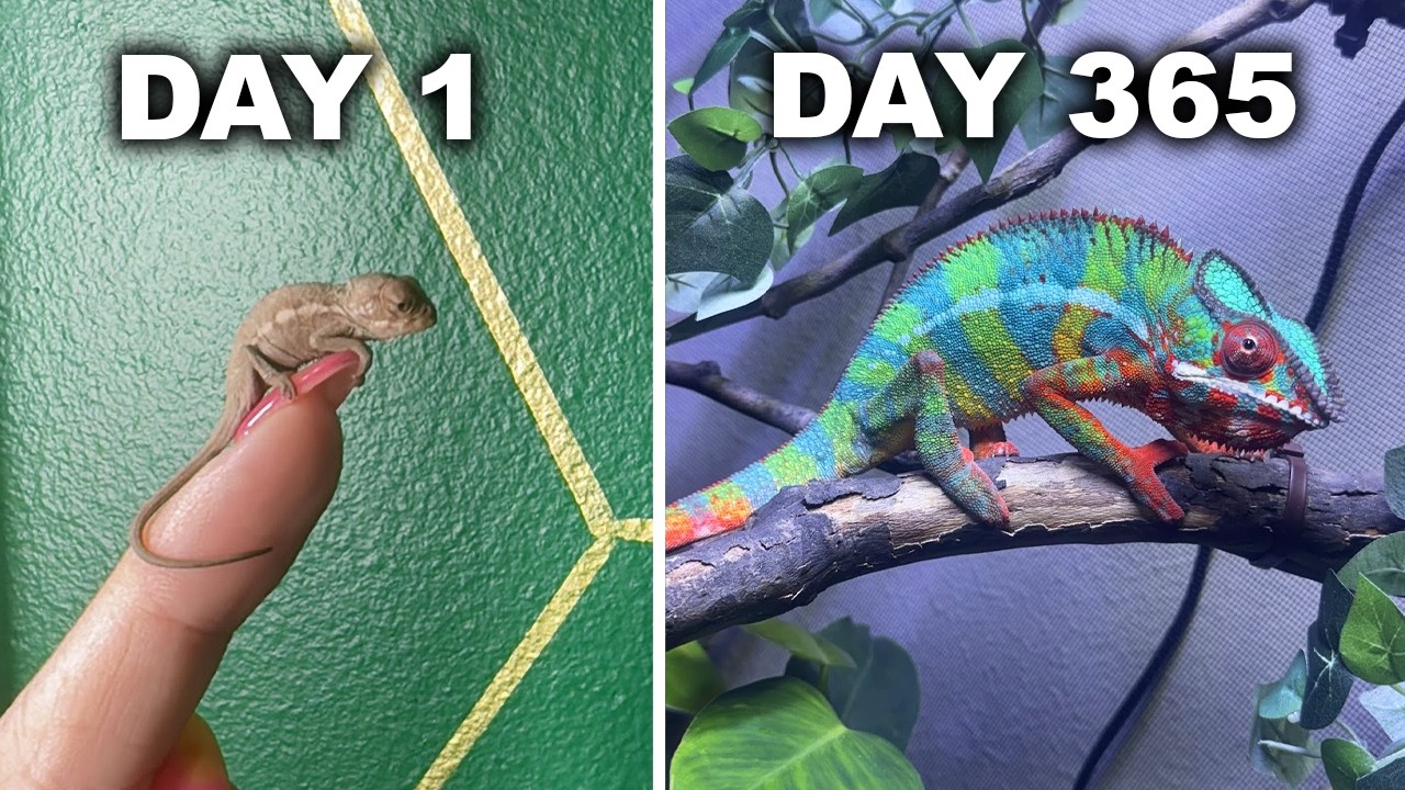 From Egg to 1 Year Old: The Truth About Baby Chameleons