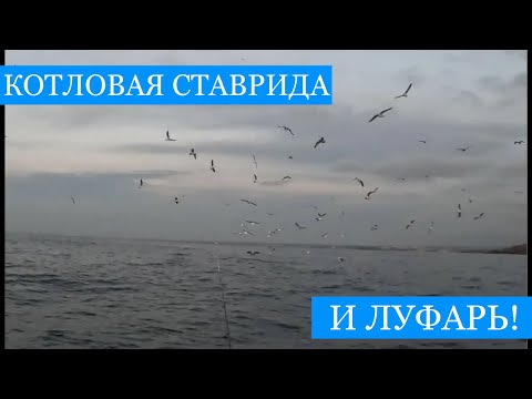 Котловая СТАВРИДА и ЛУФАРЬ на воблер - рыбалка на закате