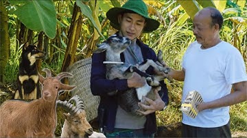 CEO Trieu Dan has expanded the farm with the participation of special friends.