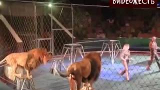 Lions attack on trainers in the circus !!!!! Нападение львов на дрессировщиков в цирке !!!!