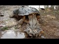 7 Especies De Tortugas Más Peligrosas Del Mundo