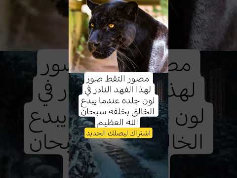مصور التقط صور لهذا الفهد النادر في لون جلده عندما يبدع الخالق بخلقه سبحان الله العظيم 