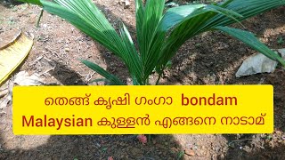Planting coconut tree (ganga bondam )