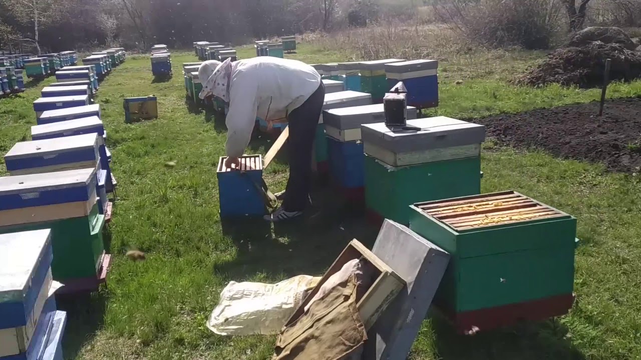 Обработка пчёл настоем чеснока