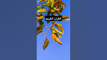 سورة التكوير عبد الباسط ءعبد الصمد@شيخالبلد61_1_20  #اكسبلور #duet #ترند #دويتو #تيك_توك #ترند