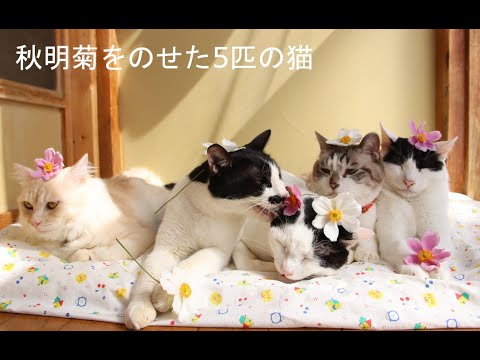 秋明菊をのせた5匹の猫　201008