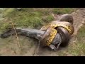 ANACONDA VS COCODRILO | LA LEY DEL MÁS FUERTE | BATALLAS ÉPICAS DE SERPIENTES,PITONES Y VÍBORAS