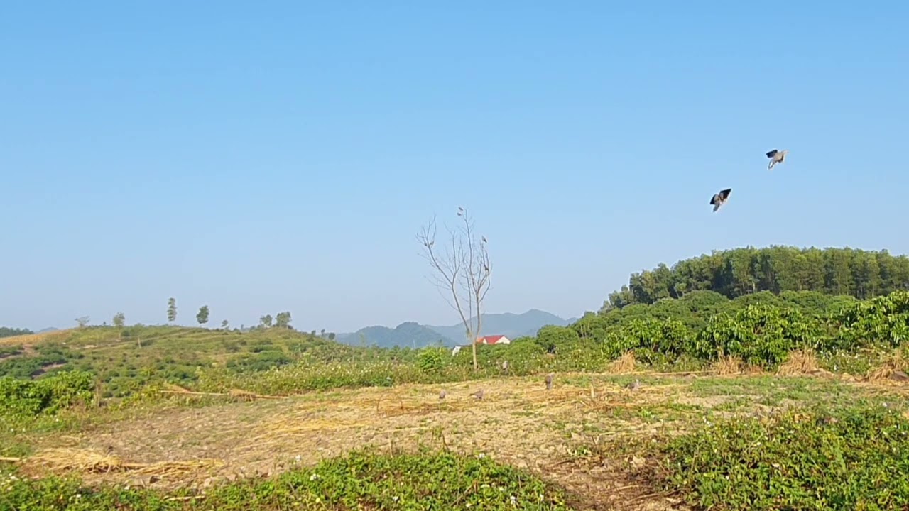 tập 15 bẫy chim cu ngói 2024 nguyễn Đại