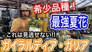 ガイラルディア ガリア 希少品種の最強夏花 Youtube
