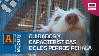 Cuidados y características de los perros rehala