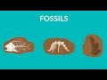 What are fossils and how are they formed | Learn about Fossils