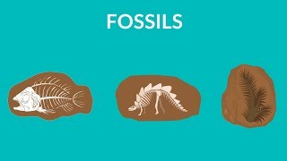 What are fossils and how are they formed | Learn about Fossils