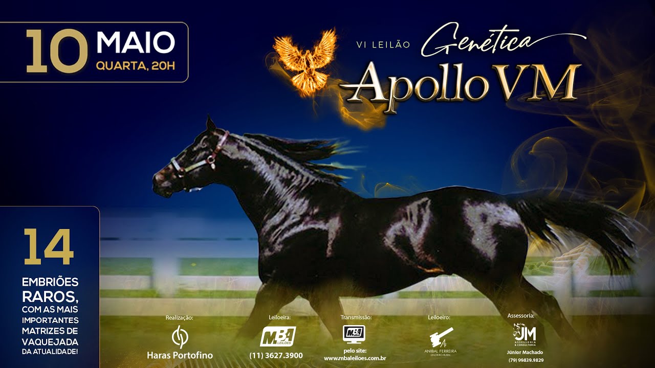 VI Leilão Virtual Genética Apollo VM