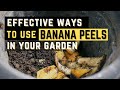 Organic Fertilizer: 3 Ways to  Use Banana Peels as fertilizer | PH