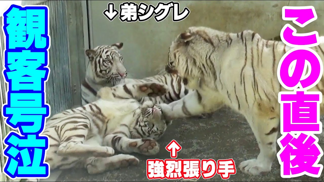 母が怒って娘ツキに強烈な張り手→弟シグレの優しさに観客号泣💖ホワイトタイガー in 伊豆アニマルキングダム