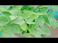 மாடி தோட்டம் சுத்தம் செய்தல்... புதிய செடி வகை இருக்கு 😍🏡