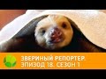 Звериный репортер. Эпизод 18. Сезон 1 | Живая Планета