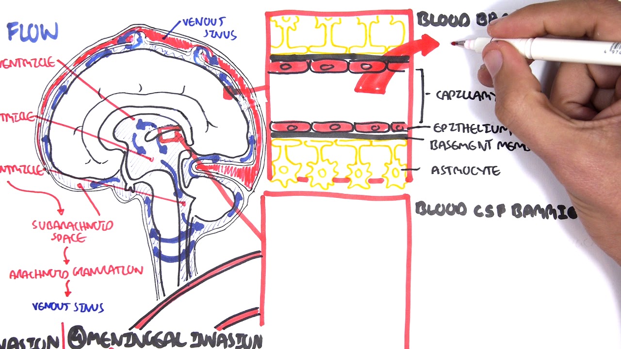 viral meningitis structure