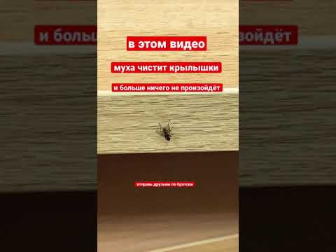 Муха чистит крылышки