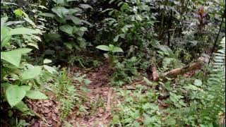 bukit rel patung pantak di resmi panglima jilah di batu rayang pontianak